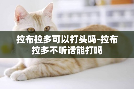 拉布拉多可以打頭嗎-拉布拉多不聽話能打嗎