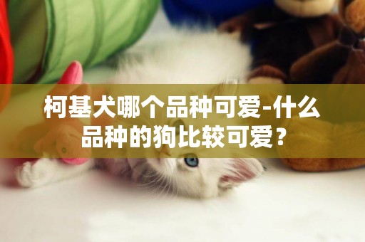 柯基犬哪個品種可愛-什么品種的狗比較可愛？