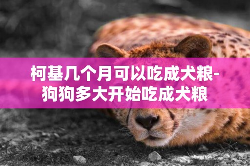 柯基幾個月可以吃成犬糧-狗狗多大開始吃成犬糧