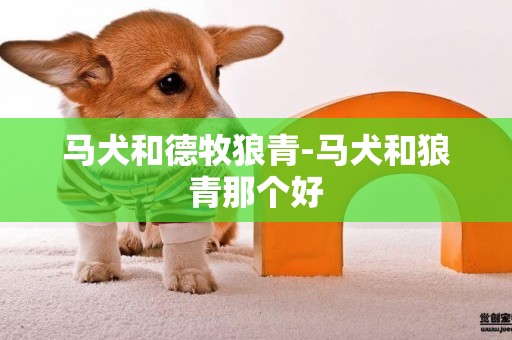 馬犬和德牧狼青-馬犬和狼青那個好