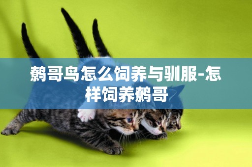 鷯哥鳥怎么飼養與馴服-怎樣飼養鷯哥