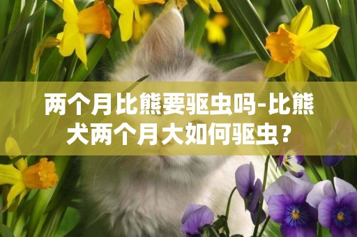 兩個月比熊要驅蟲嗎-比熊犬兩個月大如何驅蟲？