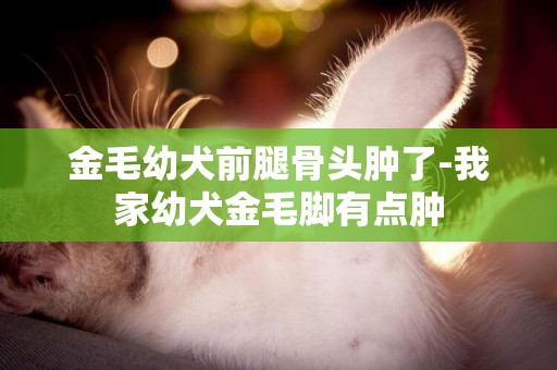 金毛幼犬前腿骨頭腫了-我家幼犬金毛腳有點腫