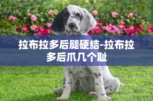 拉布拉多后腿硬結-拉布拉多后爪幾個恥