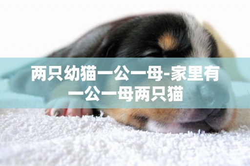 兩只幼貓一公一母-家里有一公一母兩只貓