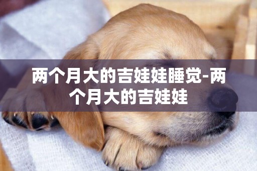 兩個月大的吉娃娃睡覺-兩個月大的吉娃娃