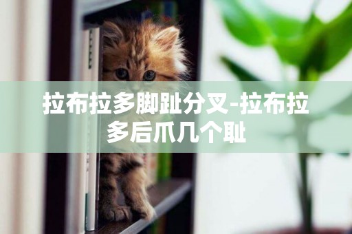 拉布拉多腳趾分叉-拉布拉多后爪幾個恥