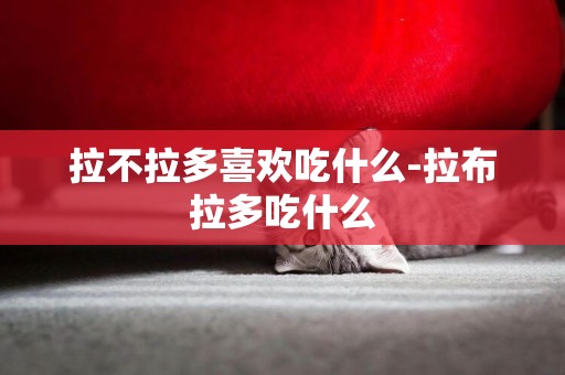 拉不拉多喜歡吃什么-拉布拉多吃什么