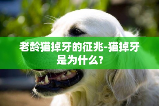 老齡貓掉牙的征兆-貓掉牙是為什么?