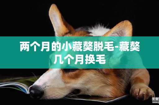 兩個月的小藏獒脫毛-藏獒幾個月換毛