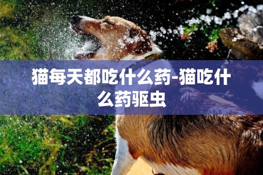 貓每天都吃什么藥-貓吃什么藥驅蟲