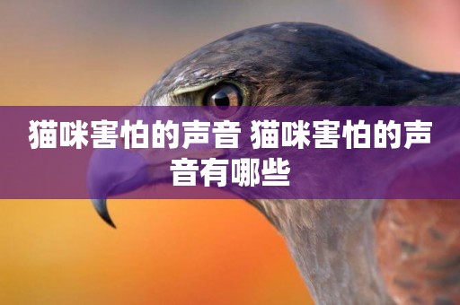貓咪害怕的聲音 貓咪害怕的聲音有哪些