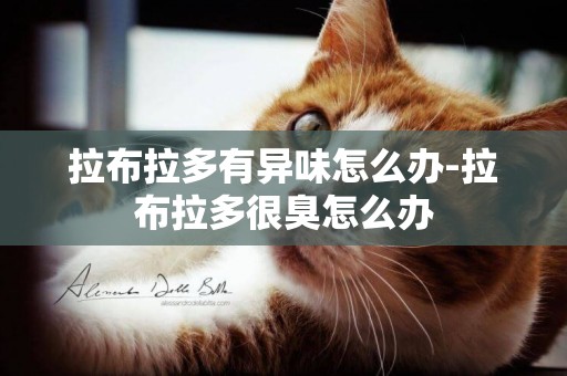 拉布拉多有異味怎么辦-拉布拉多很臭怎么辦