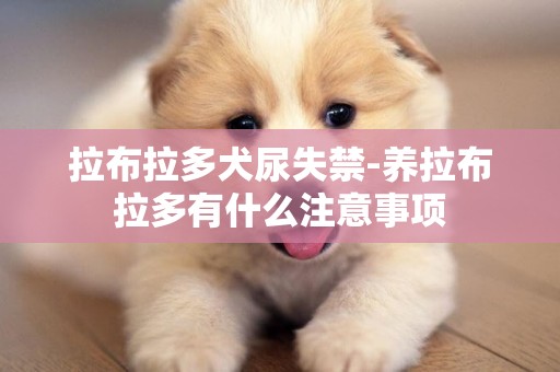 拉布拉多犬尿失禁-養拉布拉多有什么注意事項