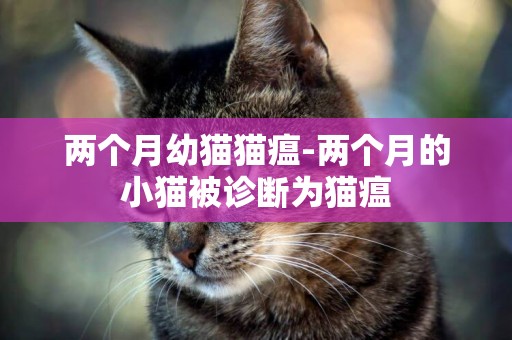 兩個月幼貓貓瘟-兩個月的小貓被診斷為貓瘟