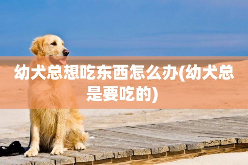 幼犬總想吃東西怎么辦(幼犬總是要吃的) 