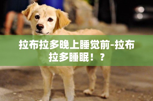 拉布拉多晚上睡覺前-拉布拉多睡眠！？