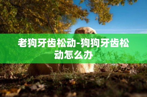 老狗牙齒松動-狗狗牙齒松動怎么辦