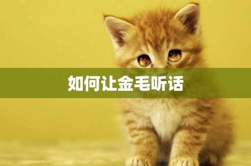 如何讓金毛聽話