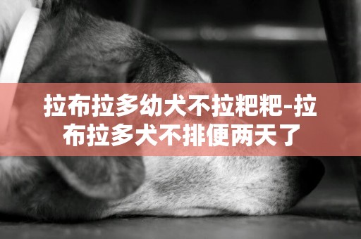 拉布拉多幼犬不拉粑粑-拉布拉多犬不排便兩天了