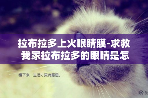拉布拉多上火眼睛膜-求救 我家拉布拉多的眼睛是怎么一回事？