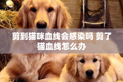 剪到貓咪血線會感染嗎 剪了貓血線怎么辦