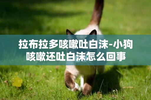 拉布拉多咳嗽吐白沫-小狗咳嗽還吐白沫怎么回事