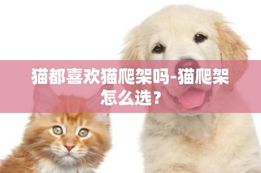貓都喜歡貓爬架嗎-貓爬架怎么選？