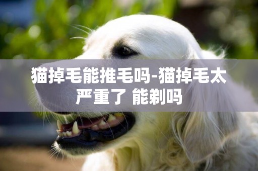 貓掉毛能推毛嗎-貓掉毛太嚴重了 能剃嗎