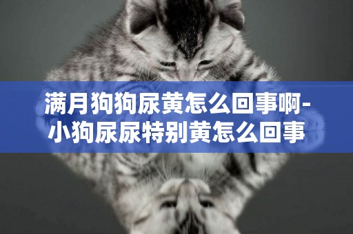 滿月狗狗尿黃怎么回事啊-小狗尿尿特別黃怎么回事