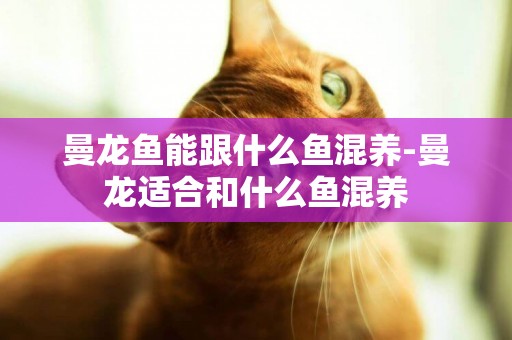 曼龍魚能跟什么魚混養-曼龍適合和什么魚混養
