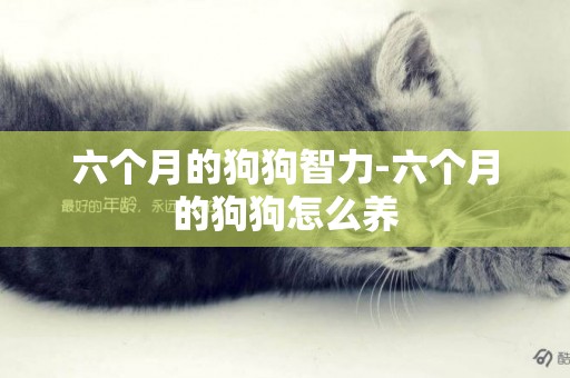 六個月的狗狗智力-六個月的狗狗怎么養