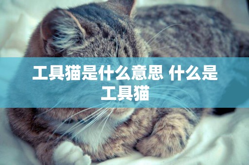 工具貓是什么意思 什么是工具貓