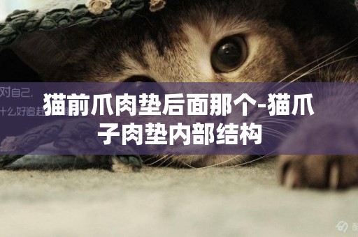 貓前爪肉墊后面那個-貓爪子肉墊內部結構