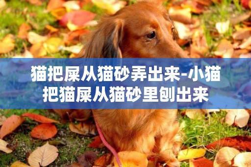 貓把屎從貓砂弄出來-小貓把貓屎從貓砂里刨出來