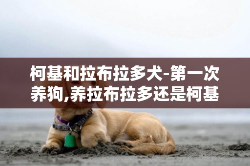 柯基和拉布拉多犬-第一次養狗,養拉布拉多還是柯基好