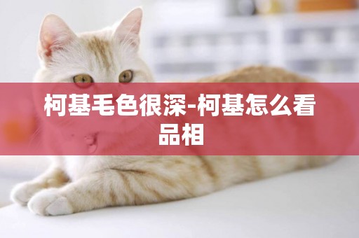 柯基毛色很深-柯基怎么看品相
