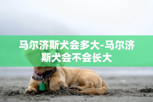 馬爾濟斯犬會多大-馬爾濟斯犬會不會長大