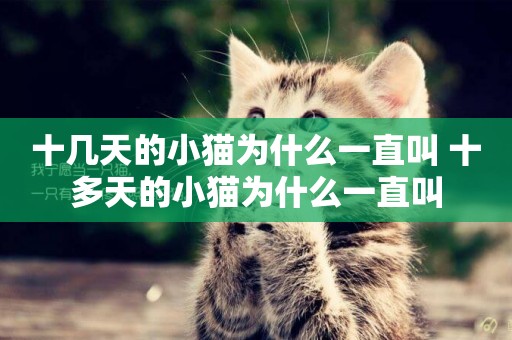 十幾天的小貓為什么一直叫 十多天的小貓為什么一直叫