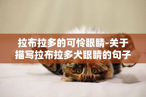 拉布拉多的可憐眼睛-關于描寫拉布拉多犬眼睛的句子