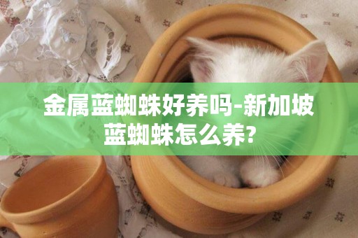 金屬藍蜘蛛好養嗎-新加坡藍蜘蛛怎么養?