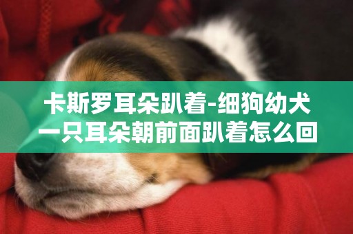 卡斯羅耳朵趴著-細狗幼犬一只耳朵朝前面趴著怎么回事？
