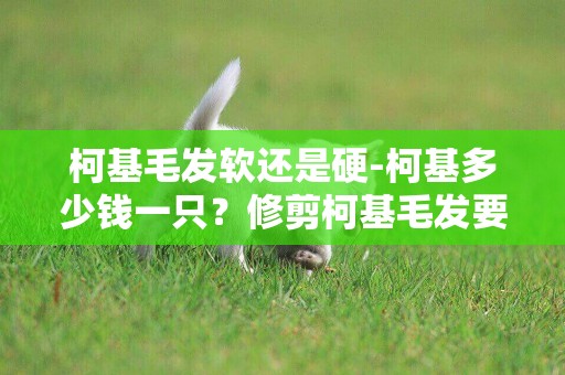 柯基毛發軟還是硬-柯基多少錢一只？修剪柯基毛發要注意什么啊