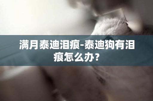 滿月泰迪淚痕-泰迪狗有淚痕怎么辦？