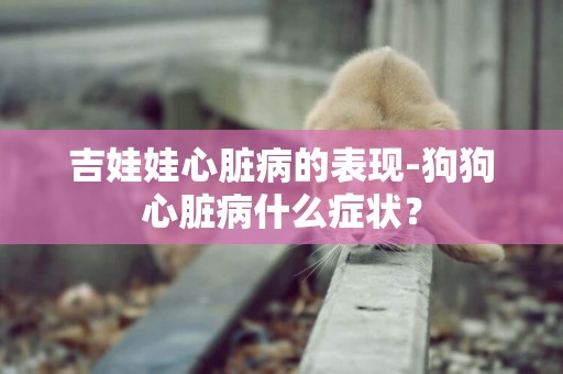 吉娃娃心臟病的表現-狗狗心臟病什么癥狀？