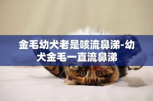 金毛幼犬老是咳流鼻涕-幼犬金毛一直流鼻涕