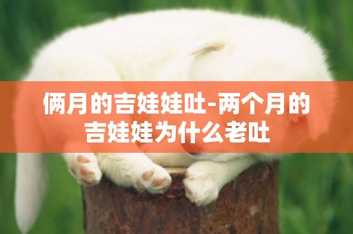 倆月的吉娃娃吐-兩個月的吉娃娃為什么老吐