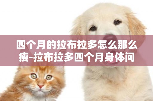 四個月的拉布拉多怎么那么瘦-拉布拉多四個月身體問題