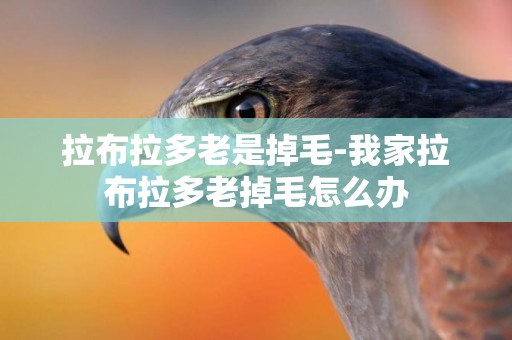 拉布拉多老是掉毛-我家拉布拉多老掉毛怎么辦