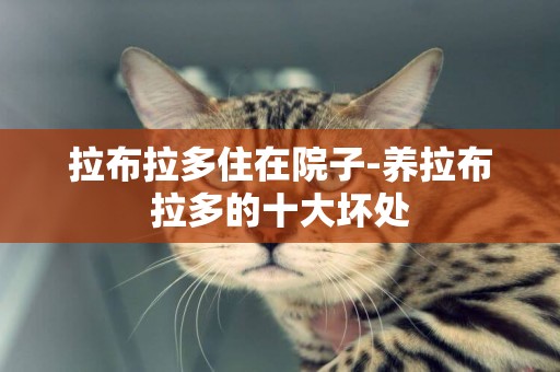 拉布拉多住在院子-養拉布拉多的十大壞處